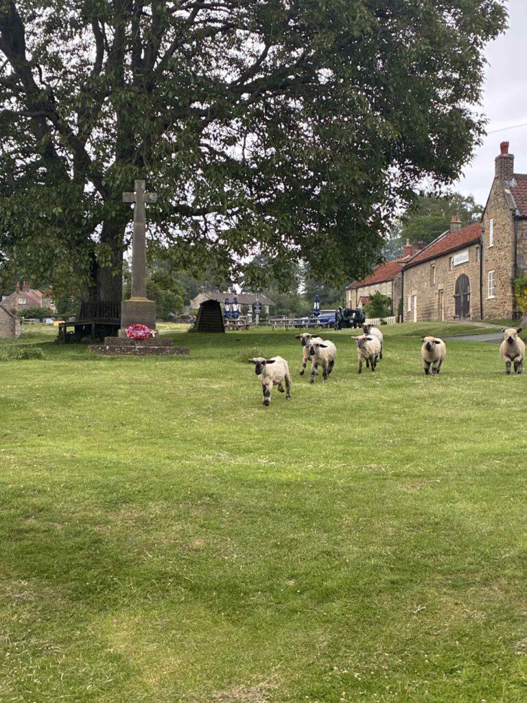 Sheep on the green